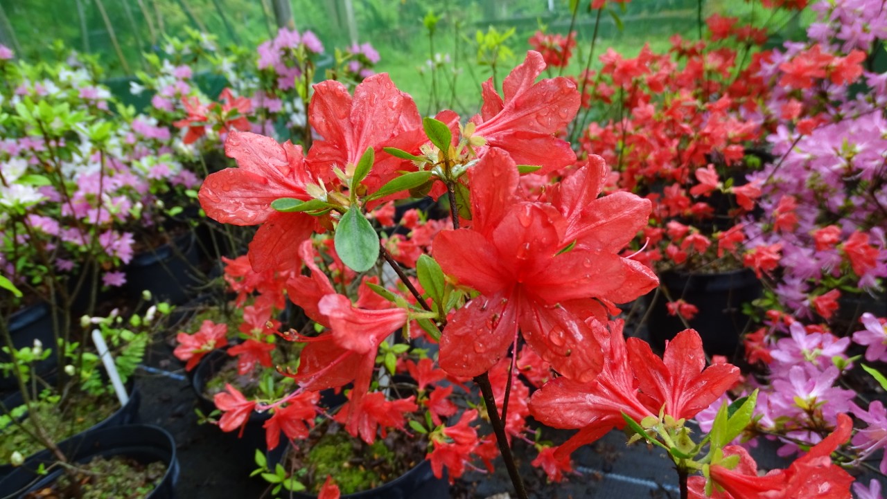 'Rashomon' Wilson No 37